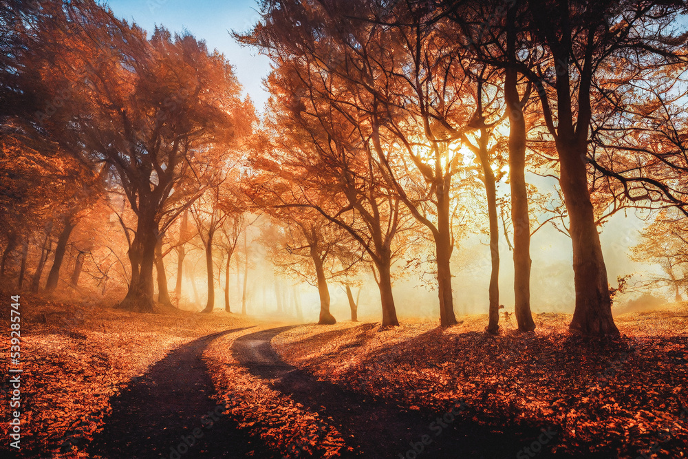 Autumn forest with gold and yellow sunshine atmosphere