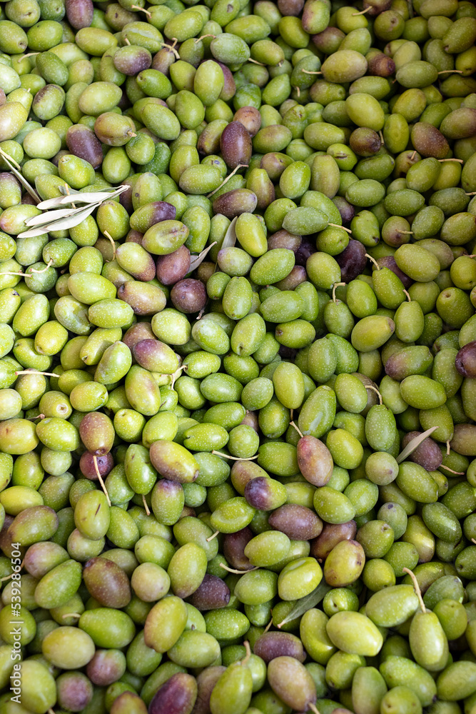 temporada de cosecha de aceitunas orgánicas recién cosechadas españolas. Aceitunas frescas verdes listas para la extracción de aceite de oliva.
Agricultura tradicional. temporada de cosecha de aceitunas orgánicas recién cosechadas españolas. Aceitunas frescas verdes listas para la extracción de aceite de oliva.
Agricultura tradicional.
