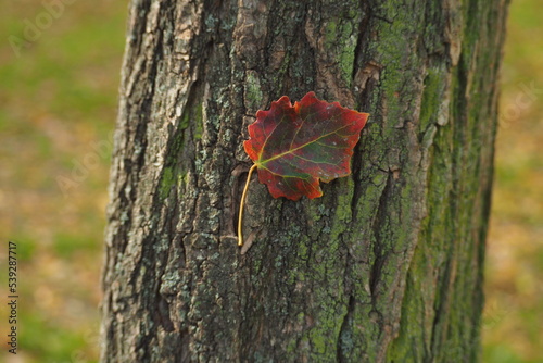 Kolorowy liść na tle kory drzewa