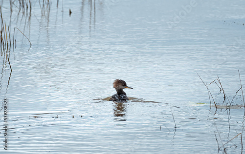 hooded merganser swims in a pond on an autumn day
