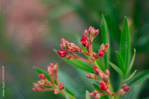 Nerium oleander Pink Double buds closed up