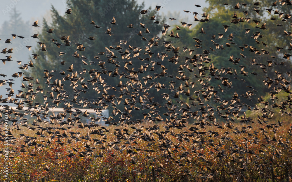 Starling flock (Sturnus vulgaris) in October fall