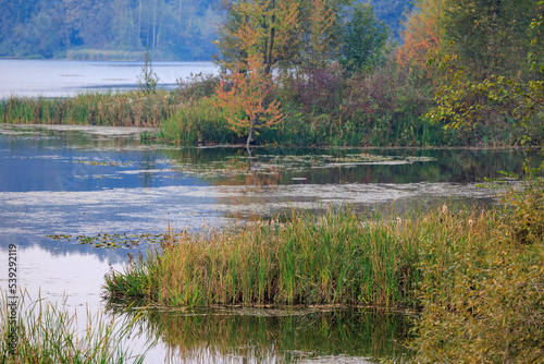 Autumn colors begin to show in wetlands marsh