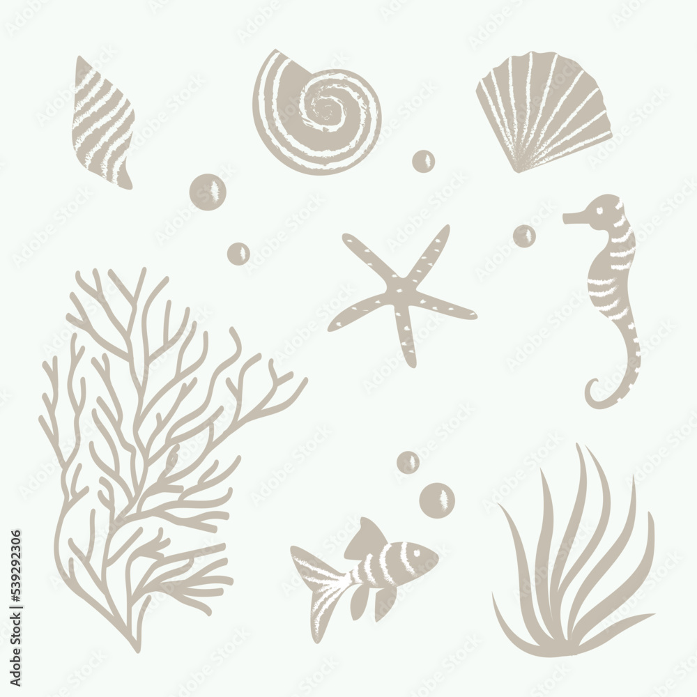 Set of elements sea shells and starfish in vector