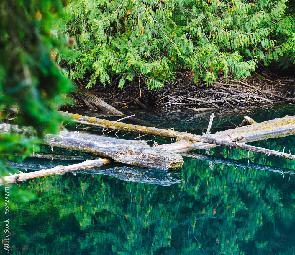 Beautiful reflection in peaceful water of logs