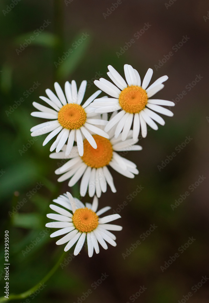 Fototapeta premium White flowers of daisies on black background. Flowering Chamomile flowers