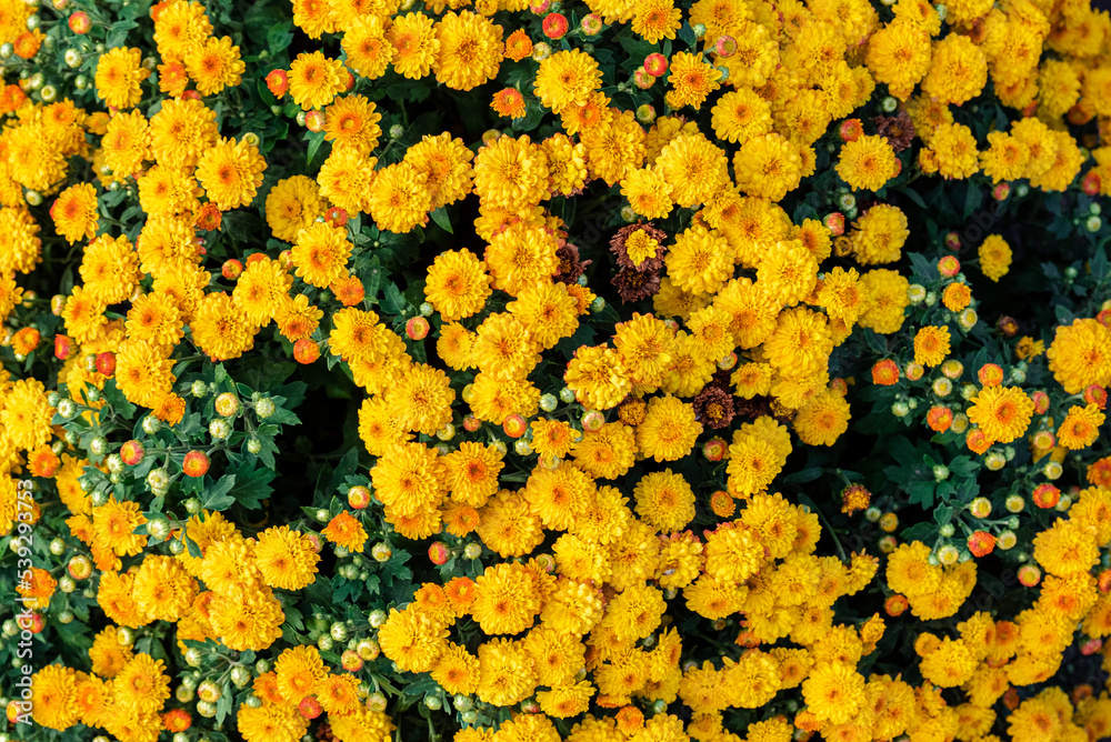 Natural flower background. Close-up of a lush bouquet of yellow-orange chrysanthemum flowers. Beautiful chrysanthemum wallpaper, autumn season, fresh bunch of blooming plants. nature concept