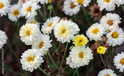 Natural flower background. Close-up of lush bouquet of White-yellow chrysanthemum flowers. Beautiful chrysanthemum wallpaper  autumn season  fresh bunch of blooming plants. nature concept