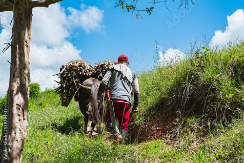 colombian muleteer carrying a load of sugar cane on his mule, along a mountain road in the paisa region of colombia. brown peasant man with swamp boots and machete.