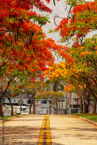 Um corredor de Flamboyants floridos na Avenida Goiás Norte na cidade de Goiânia. photo