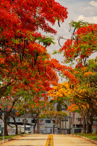 Um corredor de Flamboyants floridos na Avenida Goiás Norte na cidade de Goiânia. photo