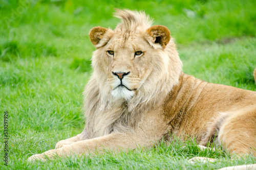 King lion 