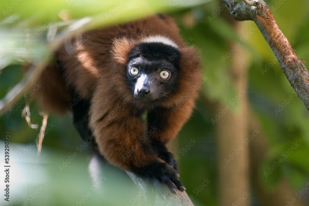 Obraz premium lemur on tree