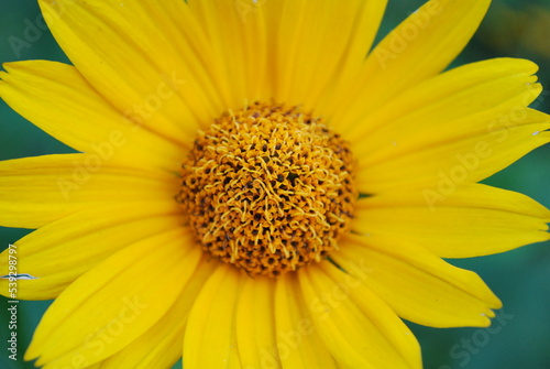 beautiful yellow flower - close-up