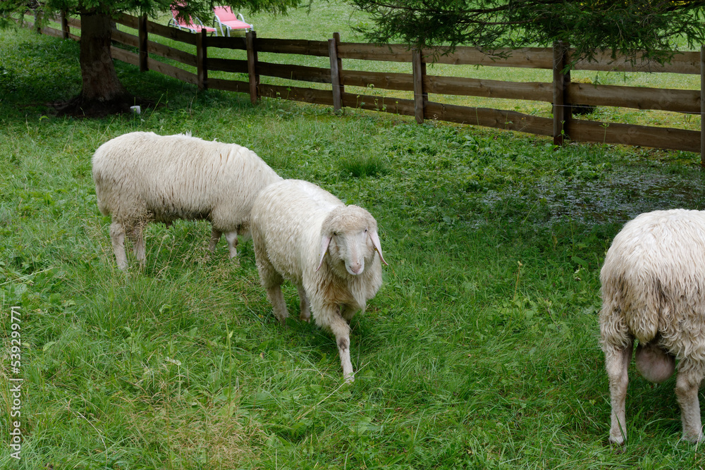Naklejka premium Sheeps
