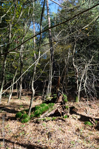 FU 2021-10-24 WahnGeister 104 Im Wald liegen Baumstämme mit Moos