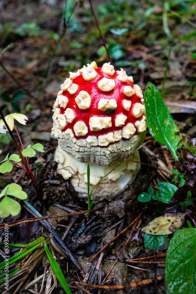 The red toadstool is a poisonous but beautiful forest mushroom The red toadstool is a poisonous but beautiful forest mushroom