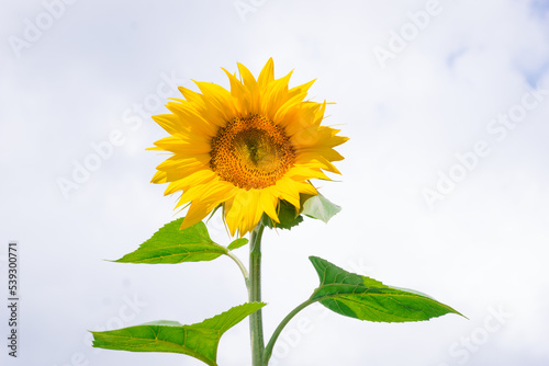 Immature sunflower closeup and cloudy sky. Beautiful blooming yellow sunflower with stem and leaves on a summer field.