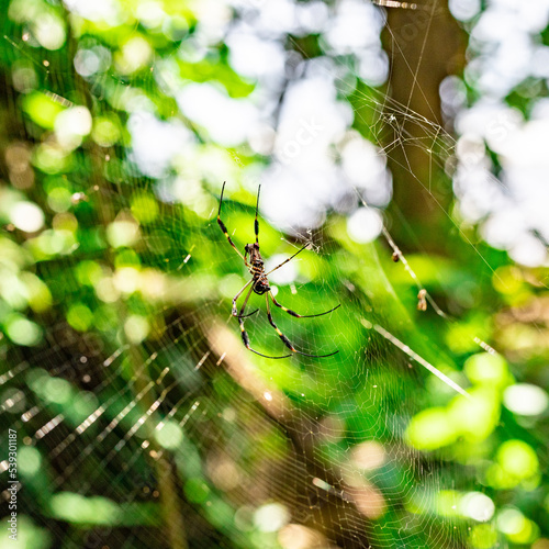 Spider catching food, Costa Rica