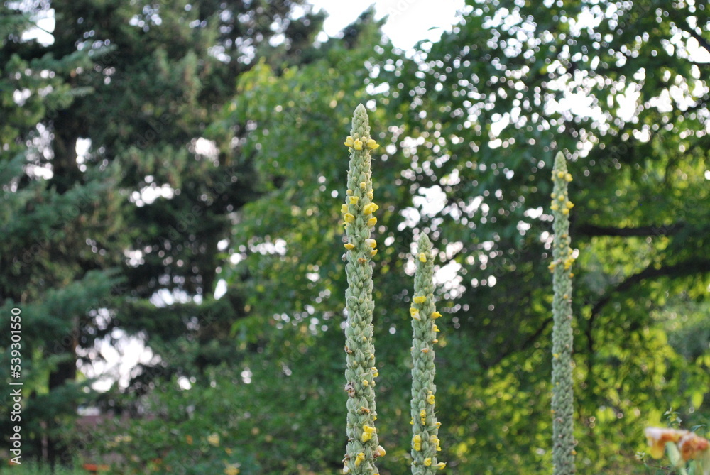 Fototapeta premium inflorescences of plants of the genus Verbascum, common name mullein