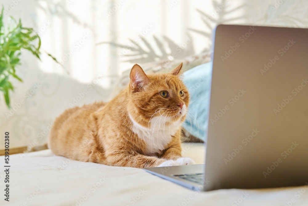 Serious focused ginger cat lying at home with laptop