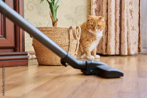 Cleaning house with vacuum cleaner, vacuum cleaner brush with pet cat