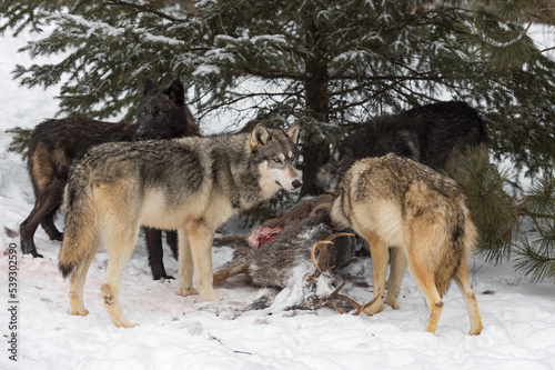 Grey Wolf  Canis lupus  Pack Gathers Around Deer Carcass Under Tree Winter