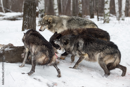 Black Phase Grey Wolf (Canis lupus) Defends Deer Carcass from Pack Winter
