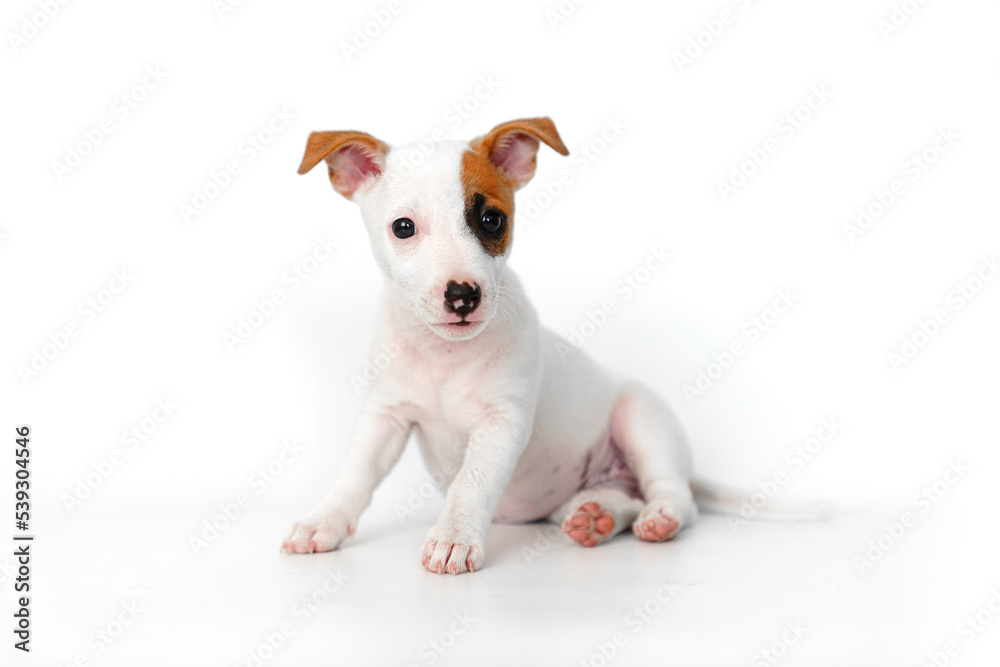 a jack russell terrier puppy on a white background