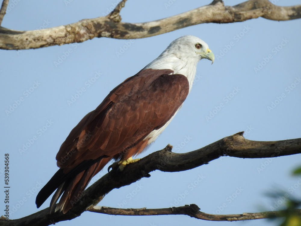 Fototapeta premium Red tailed hawk