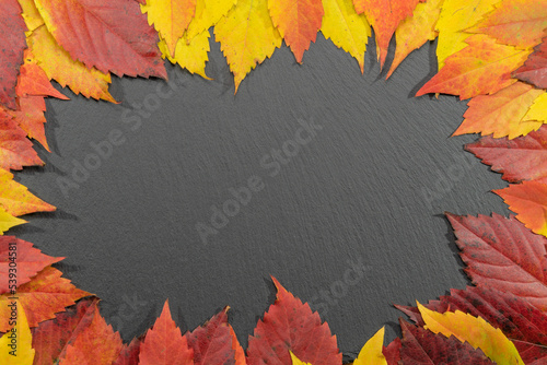 Autumn yellow and red leaves on dark background as frame