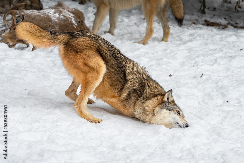 Naklejka premium Grey Wolf (Canis lupus) Rubs Cheek in Scent in Snow Winter