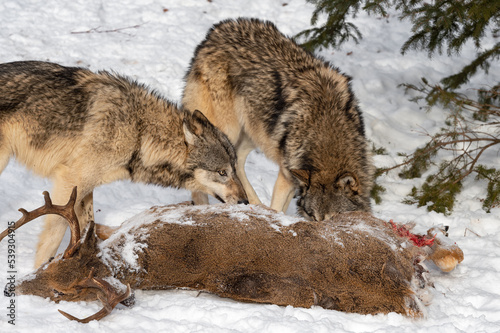 Two Grey Wolves (Canis lupus) Nose Into Body of White-Tail Deer Buck Ears Back Winter © hkuchera