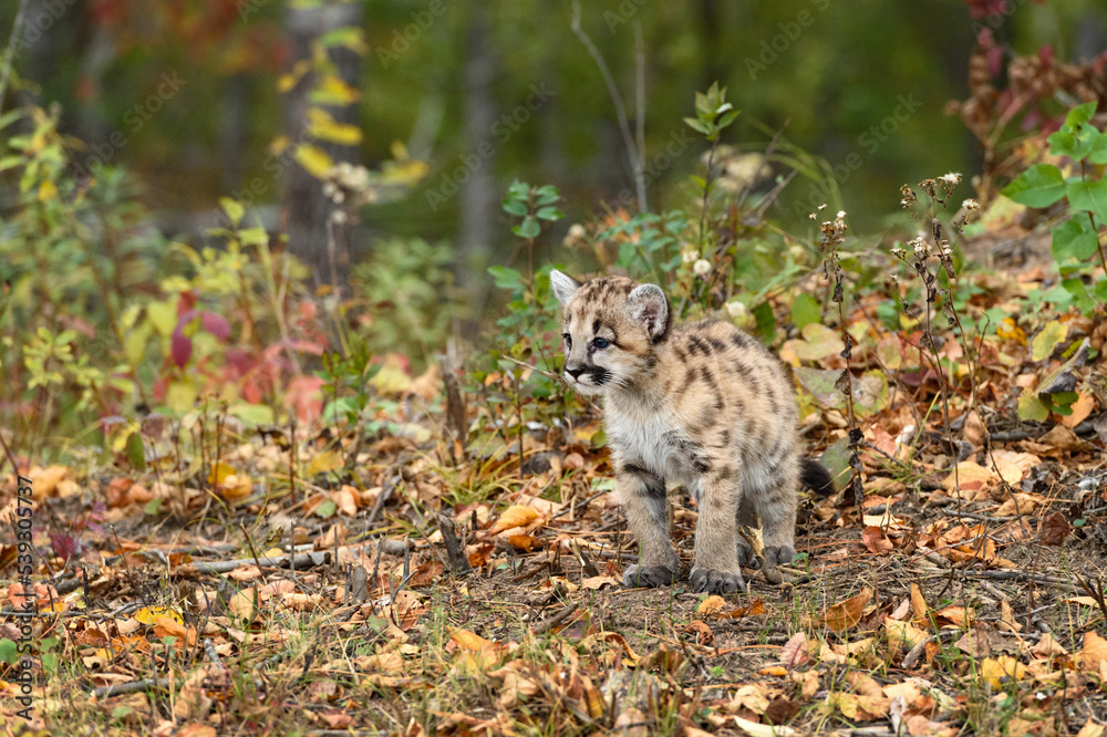 Obraz premium Cougar Kitten (Puma concolor) Stands In Fallen Leaves Autumn