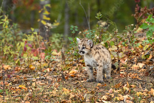 Cougar Kitten (Puma concolor) Stands In Fallen Leaves Autumn © hkuchera