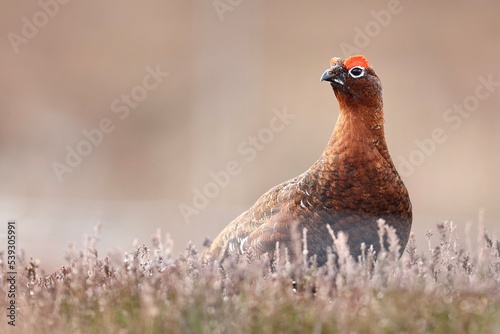 Red Grouse