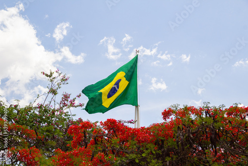 Uma bandeira brasileira vista por cima de uma árvore chamada Flamboyant, florida, em um dia ensolarado com o céu azul ao fundo. Delonix regia