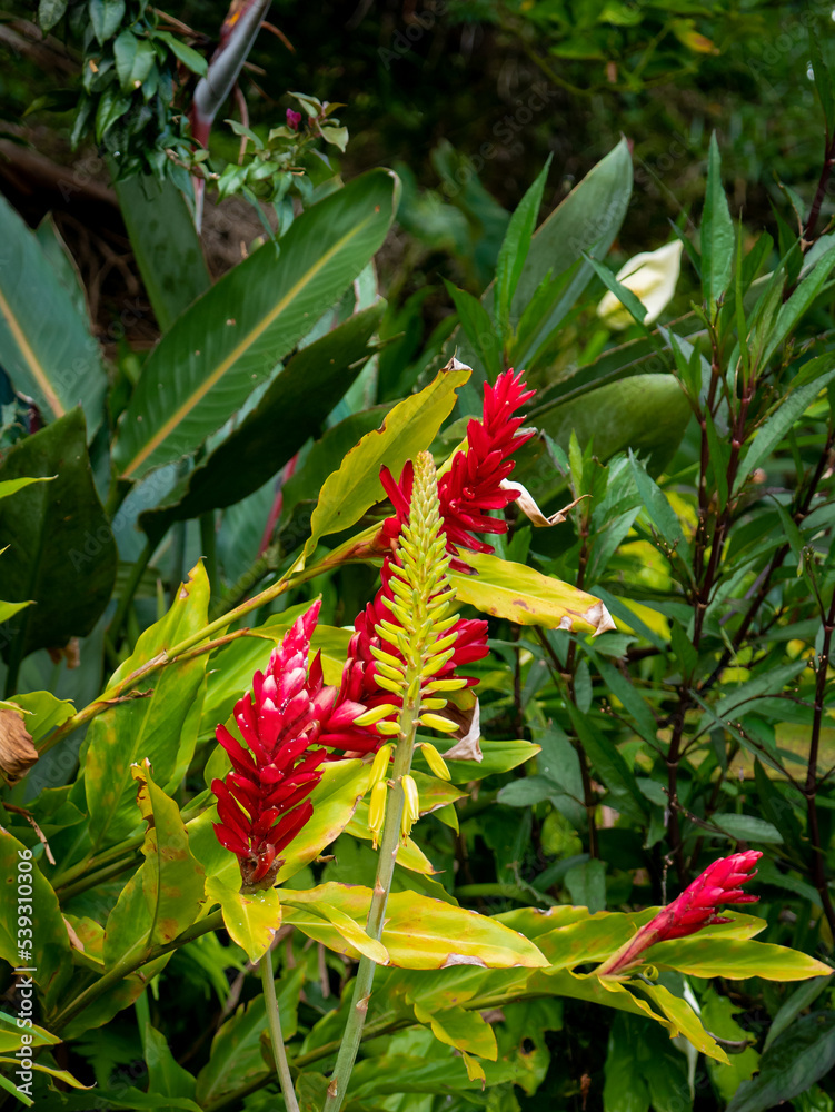Alpinia Purpurata, Red Ginger, also called Ostrich Plume and Pink Cone Ginger, Red and Yellow Flower in a Garden in a Cloudy Day