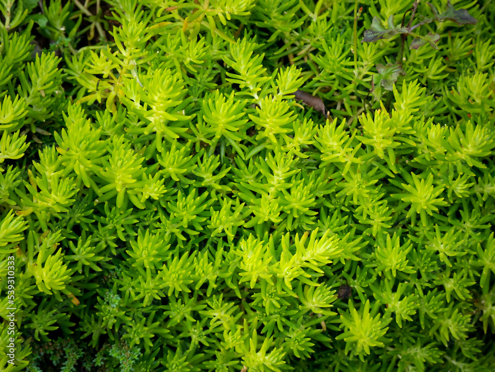 Carpet Sedum also known as Needle Stonecrop or Sea Urchin (Sedum Lineare). A Green Background with Buches