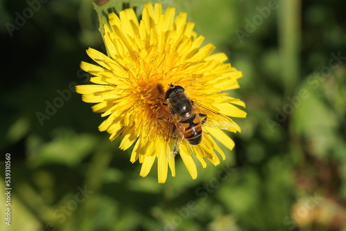 one brown bee insect sits on a yellow dandelion bud flower in nature