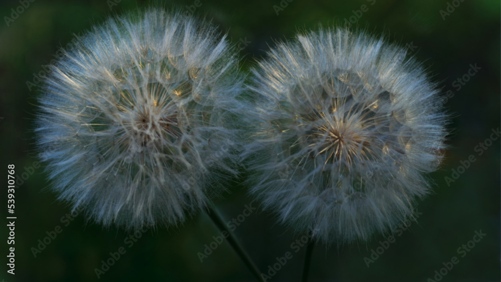 Soft focus. Silhouette of a big Dandelion flower on a sunset background. Two Dandelion flowers on a green background close up. Dandelion natural background. Summer background. Freedom to Wish.  