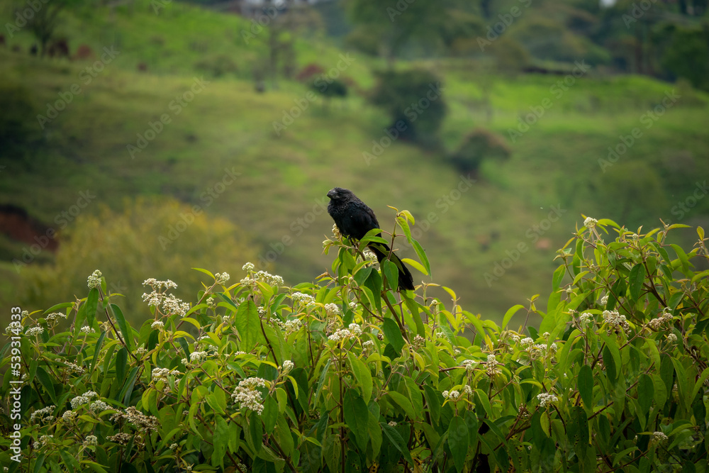 Obraz premium The Smooth-Billed Ani (Crotophaga ani), a Black Bird Perches on a Branch and Observes the Landscape