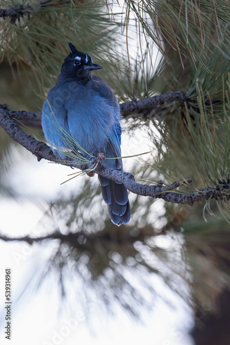 Stellars jay on branch