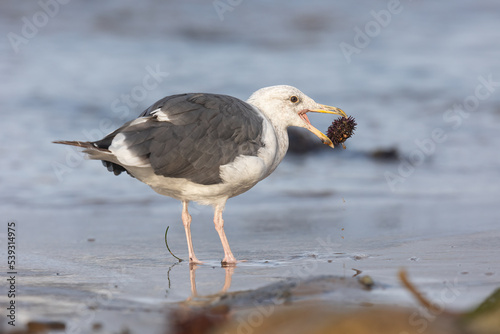 Western gull