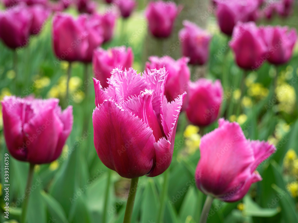Pink fringed tulips, variety Louvre, flowering in a garden