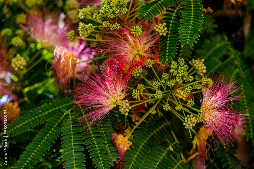spring flower Albizia julibrissin on a tree on a warm day close-up spring flower Albizia julibrissin on a tree on a warm day close-up