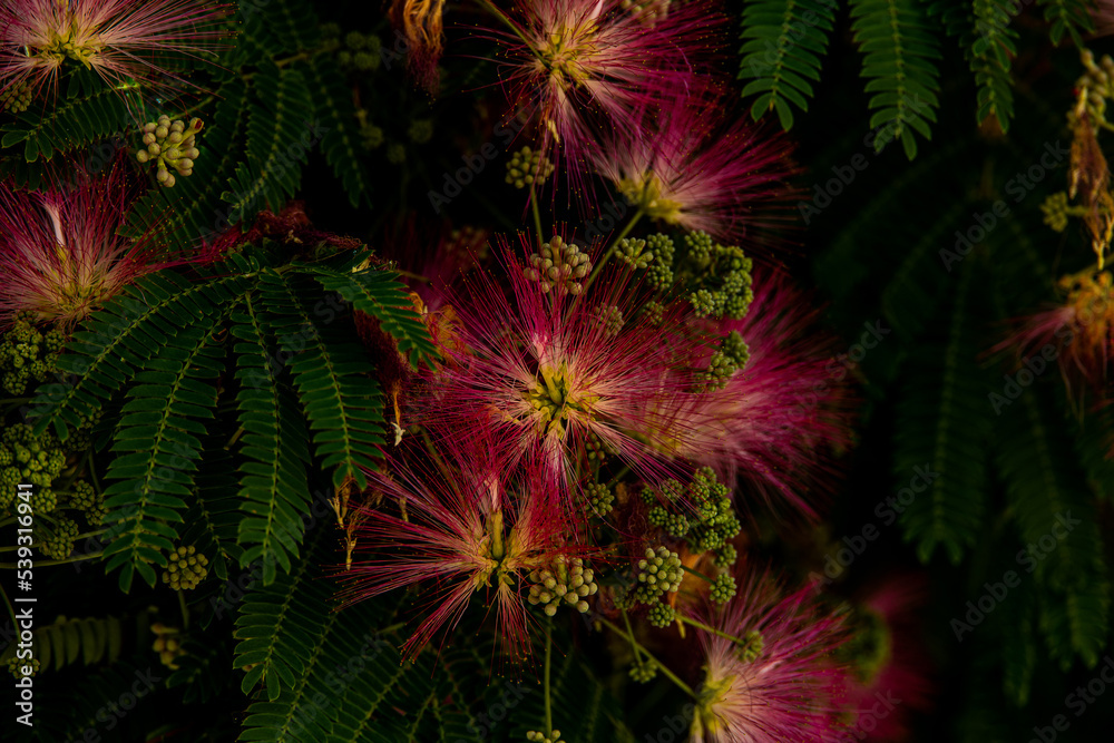  spring flower Albizia julibrissin on a tree on a warm day close-up