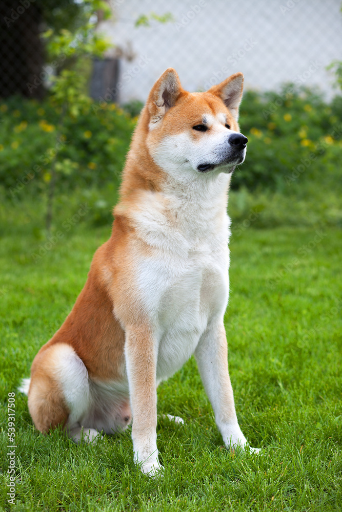 Adorable Japanese Akita Inu sitting on green grass, outdoors