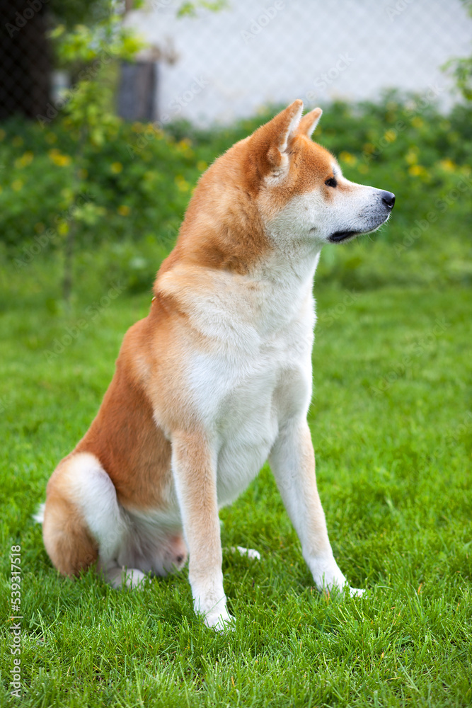 Adorable Japanese Akita Inu sitting on green grass, outdoors