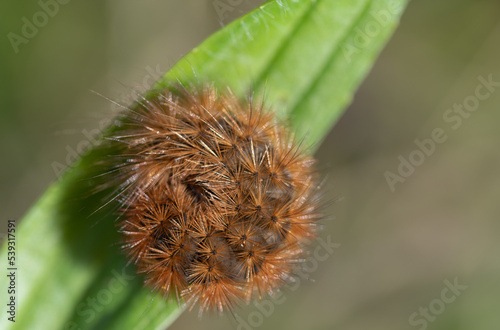 Close-up of a hairy caterpillar (Spilosomina) curled up on a green leaf photo